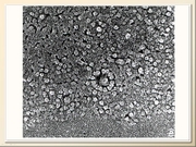BE2011L11F018.jpg