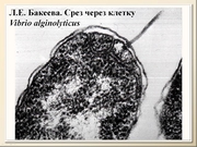 BE2011L11F012.jpg