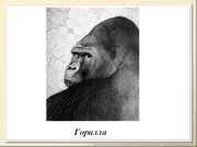 be08l01va_F42p