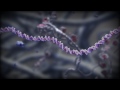 How Genes are Regulated: Transcription Factors