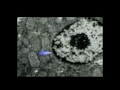 Nucleus, Nucleolus, and Nuclear Envelope