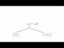 Memorize the 20 amino acids in 20 minutes - Part 1