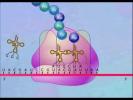 Protein Synthesis Animation Video